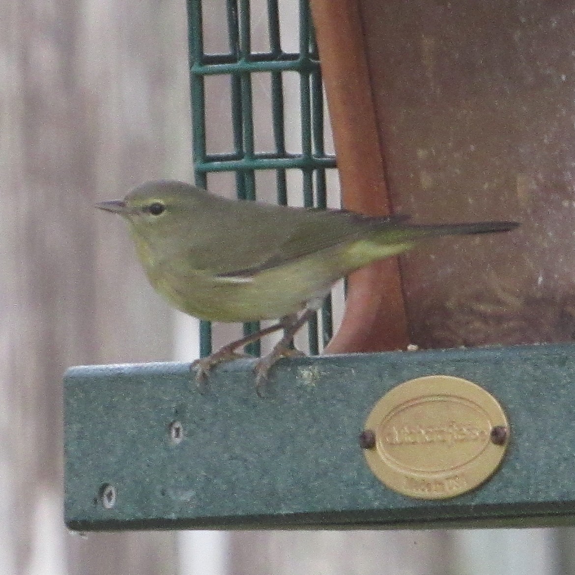 Orange-crowned Warbler - ML646528640