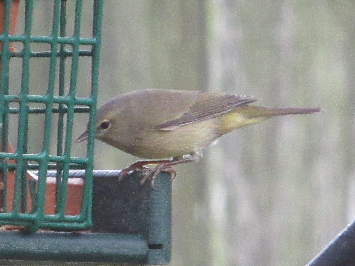 Orange-crowned Warbler - ML646528641