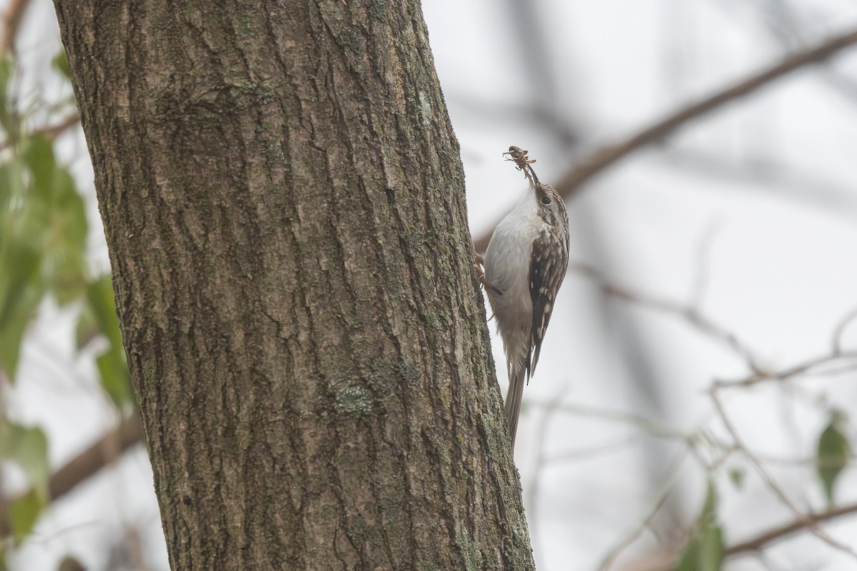 Agateador Americano - ML646528642