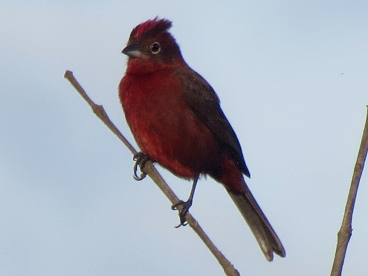 Red-crested Finch - ML646528643