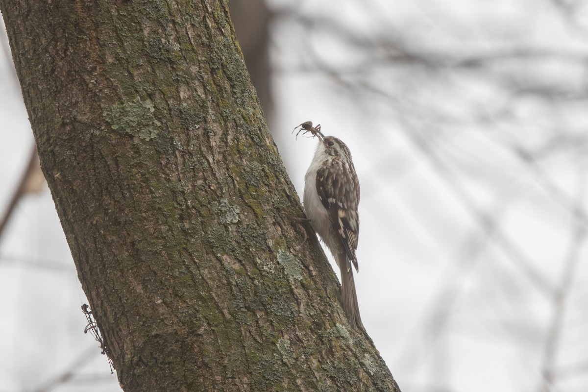 Agateador Americano - ML646528644