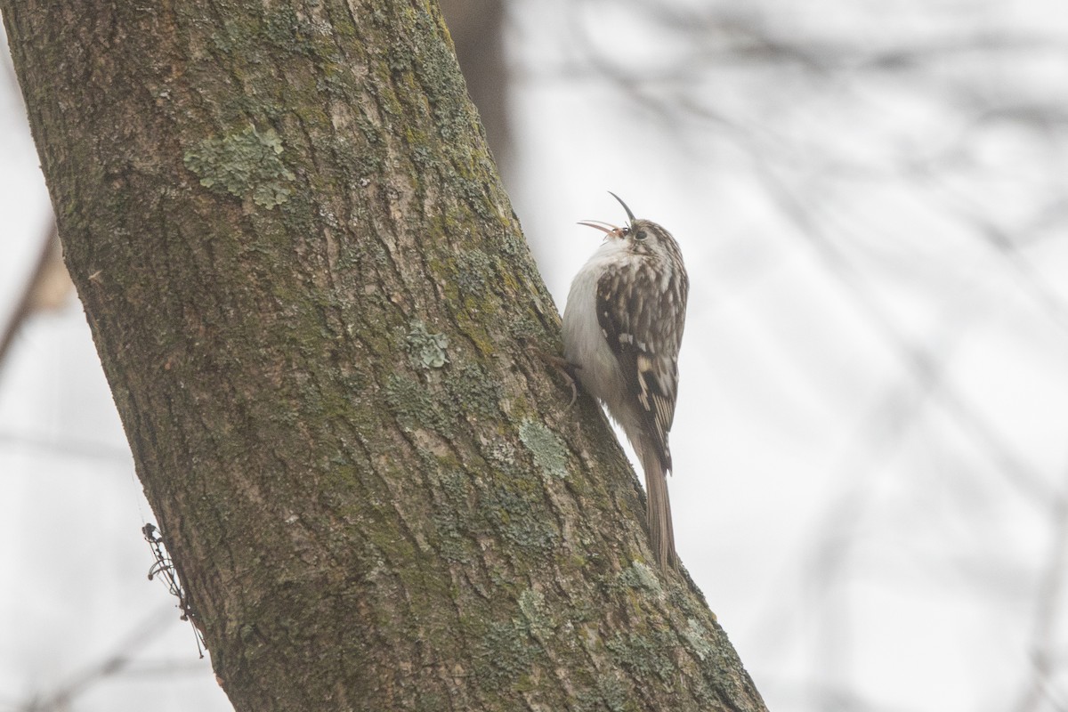 Agateador Americano - ML646528645