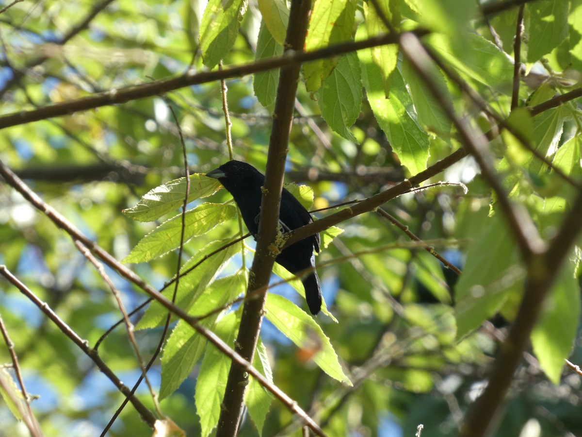 Blue-black Grassquit - ML646528646