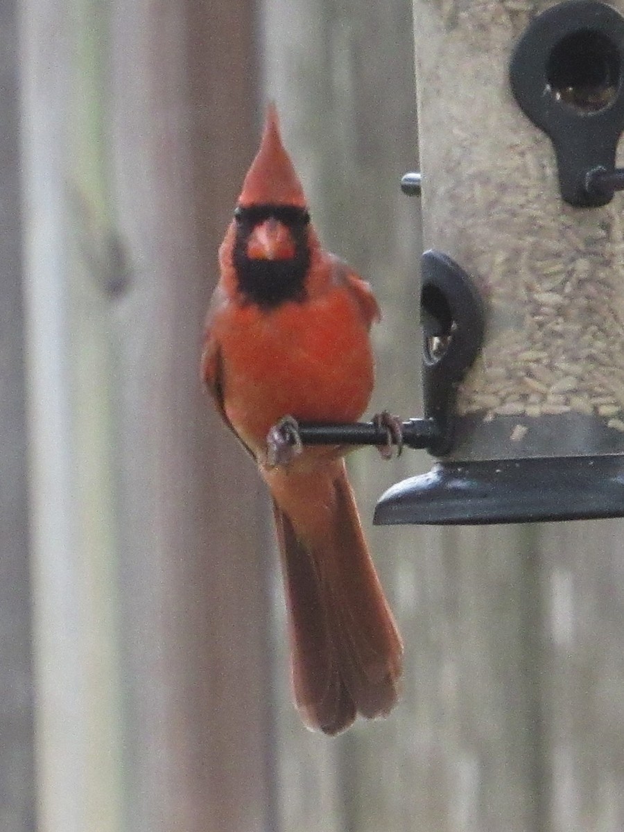 Kardinal arrunta - ML646528647