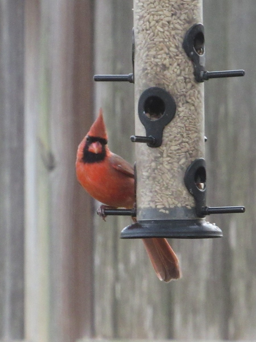 Kardinal arrunta - ML646528648