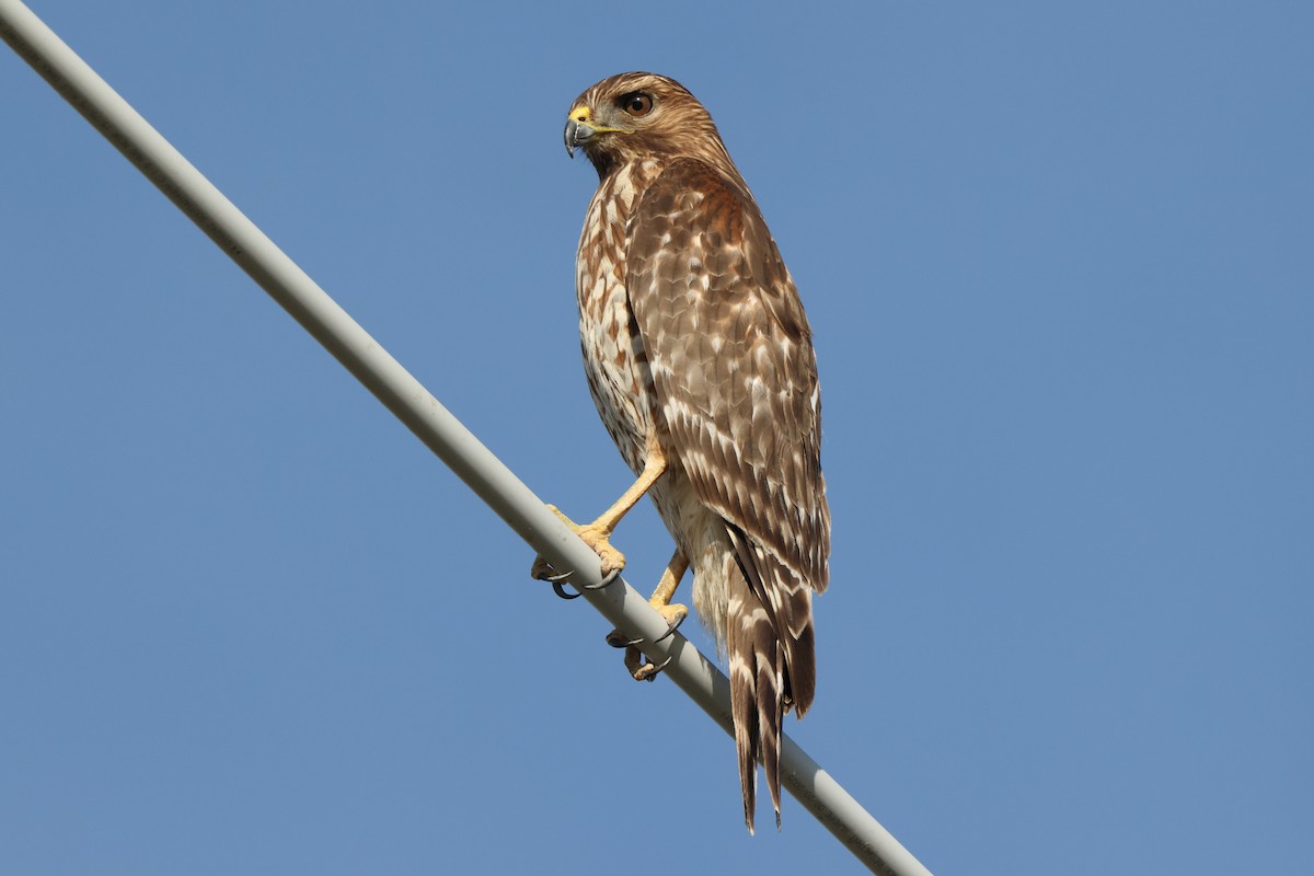 Red-shouldered Hawk - ML646528649