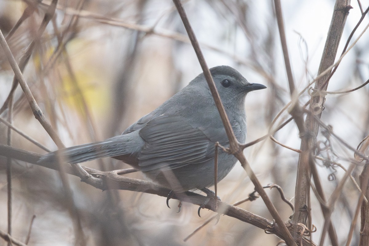 Gray Catbird - ML646528651