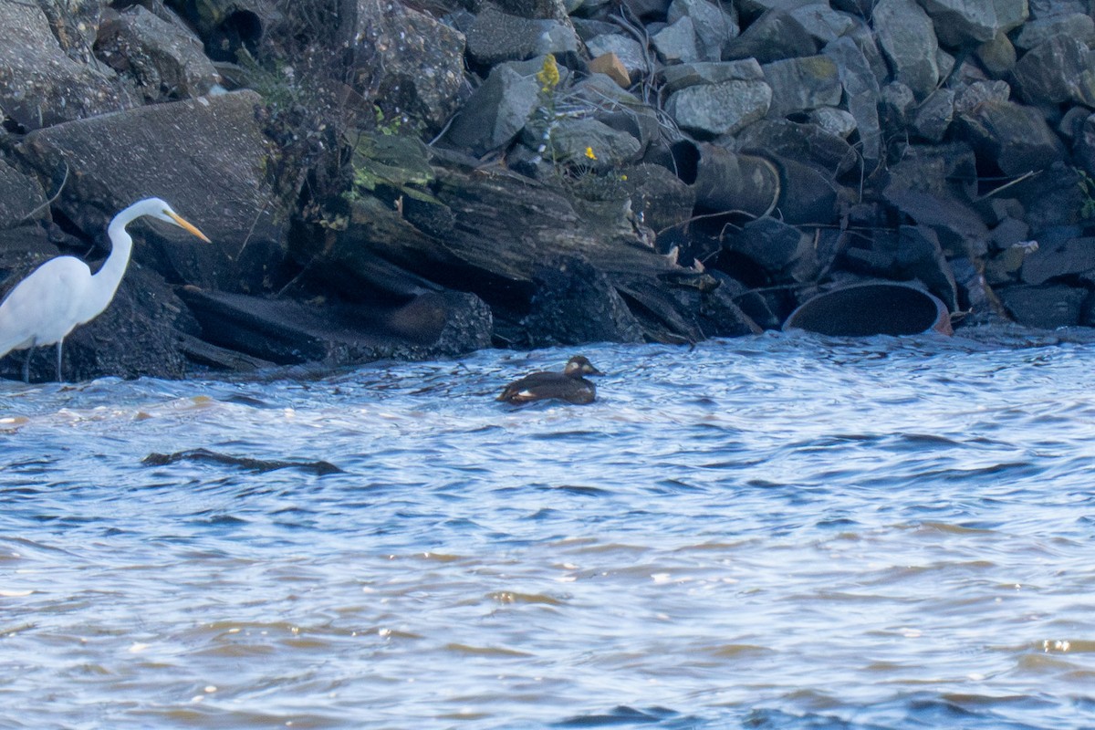 White-winged Scoter - ML646528656