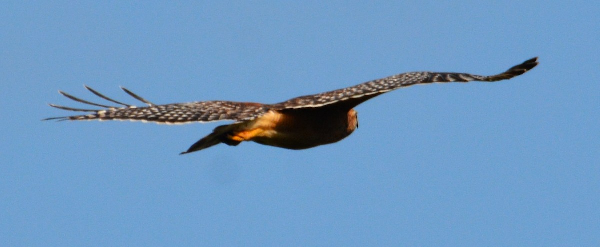 Red-shouldered Hawk - ML646528659