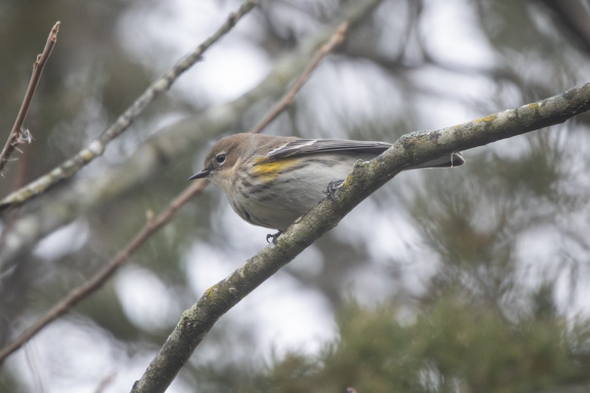 Пісняр-лісовик жовтогузий - ML646528660