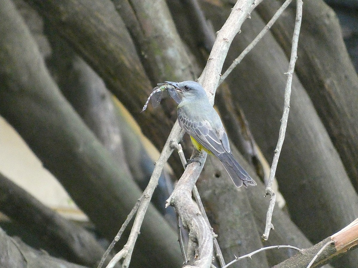 Tropical Kingbird - ML646528663