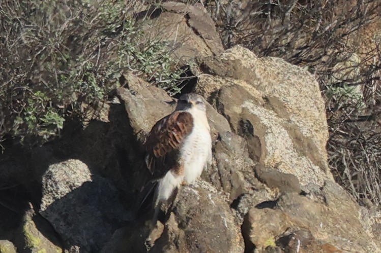 Ferruginous Hawk - ML646528664