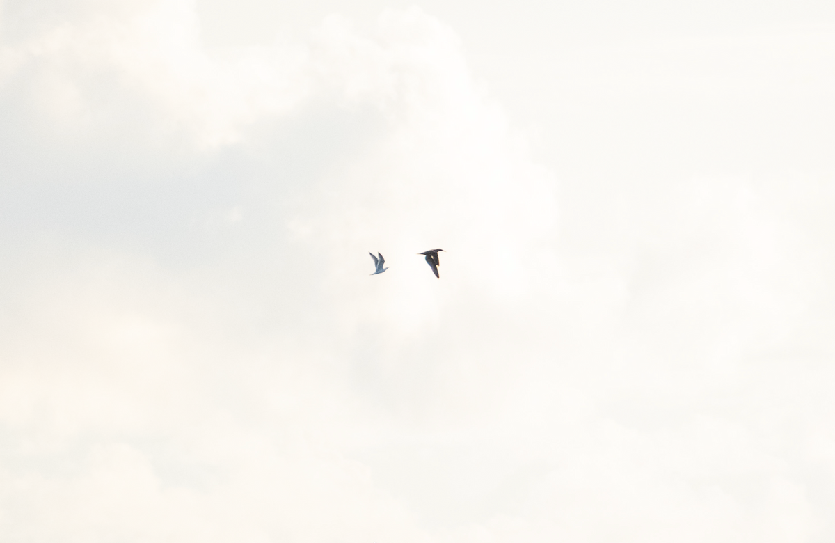 Northern Gannet - ML646528679