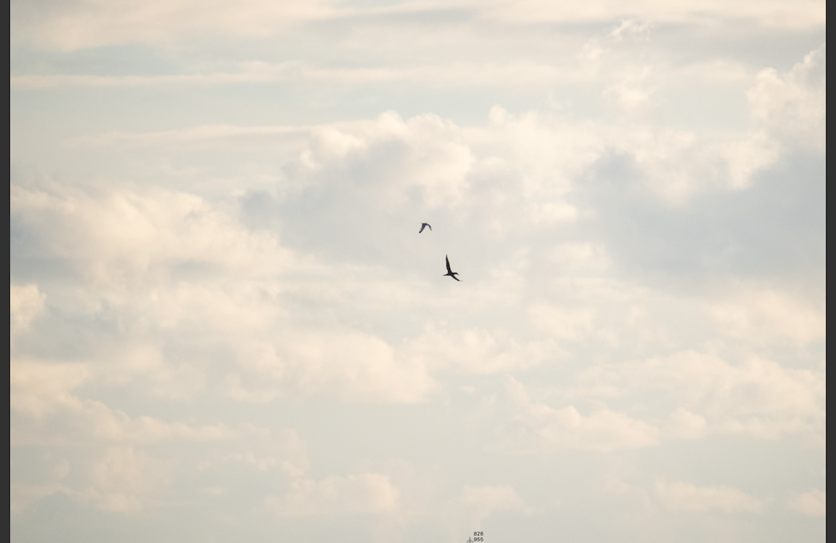 Northern Gannet - ML646528680