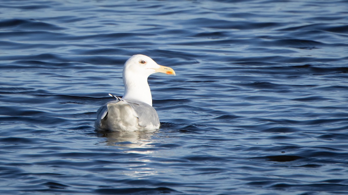 カスピセグロカモメ - ML646528681