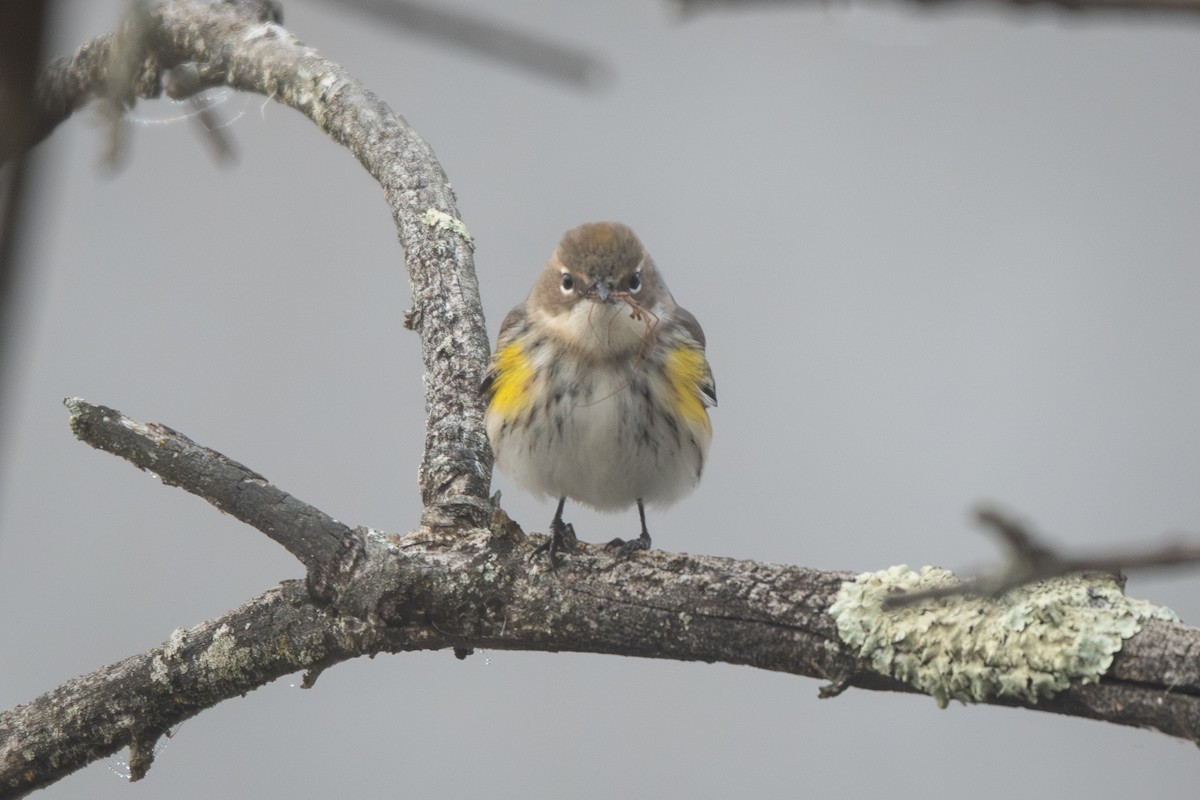 Пісняр-лісовик жовтогузий - ML646528682