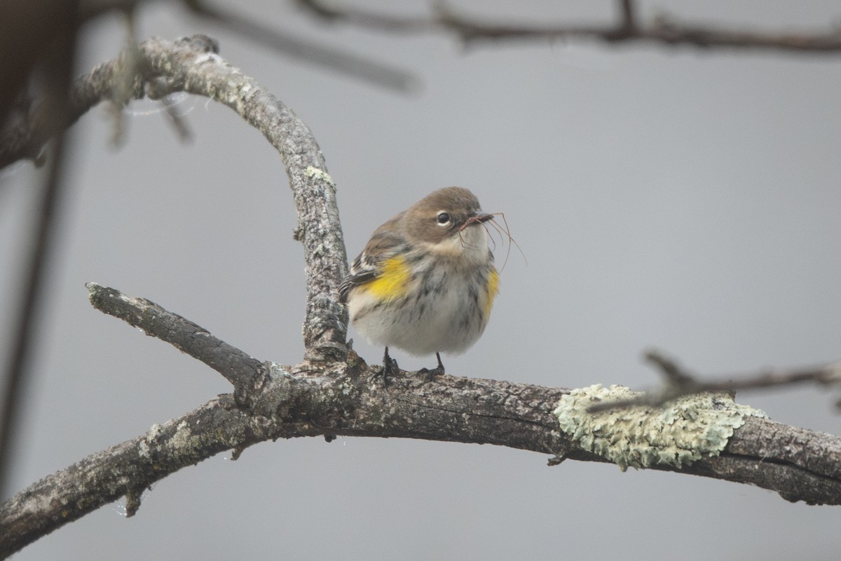 Пісняр-лісовик жовтогузий - ML646528684