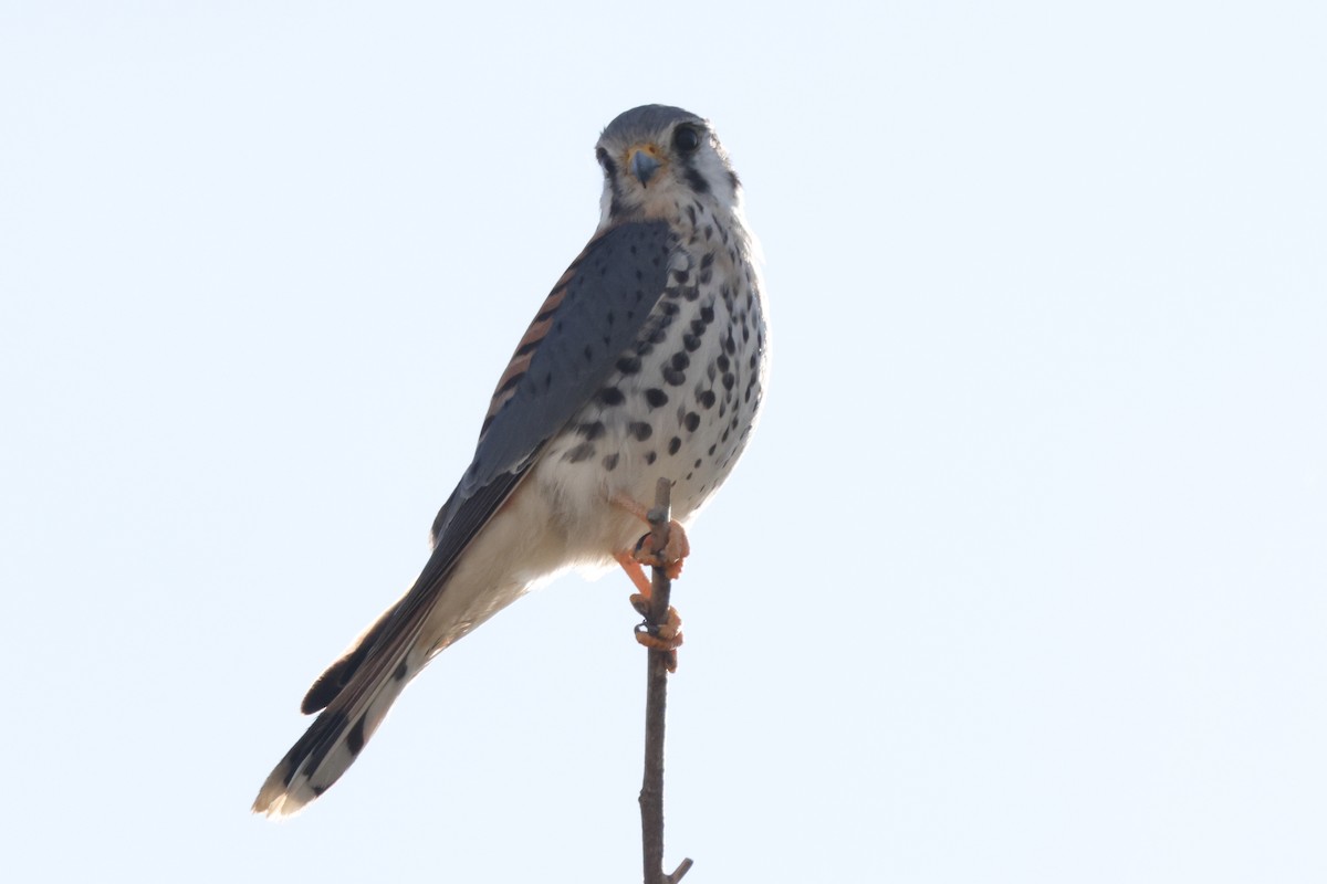 American Kestrel - ML646528685