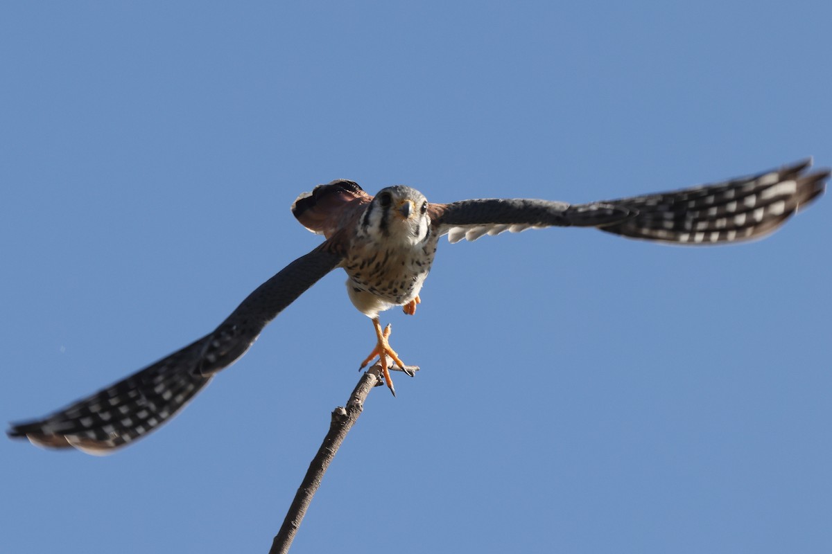 American Kestrel - ML646528686