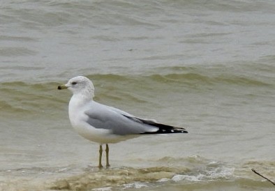 Делавэрская чайка - ML646528687