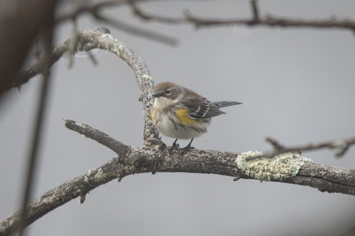 Пісняр-лісовик жовтогузий - ML646528688