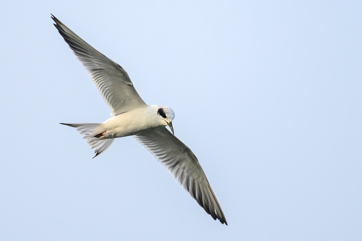 Forster's Tern - ML646528691