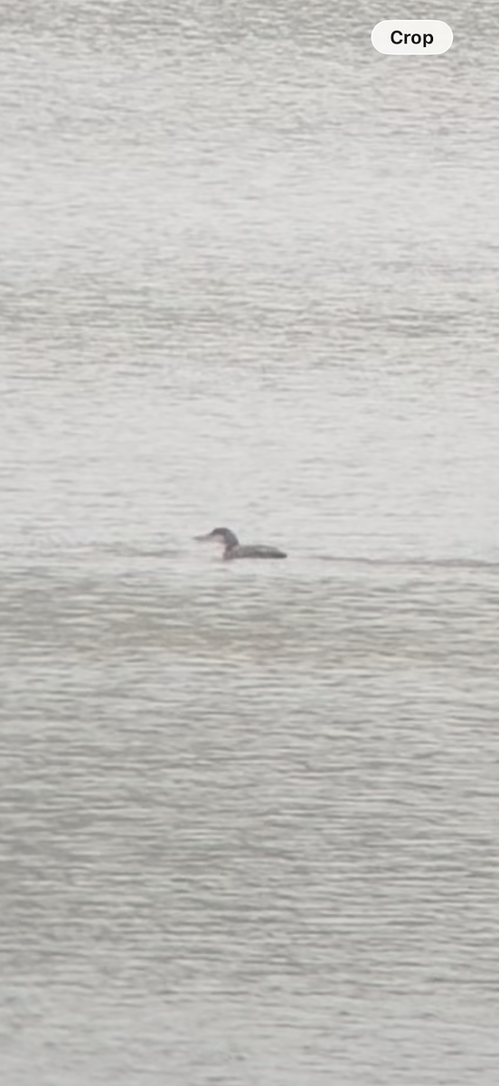 Buz Dalgıcı - ML646528692