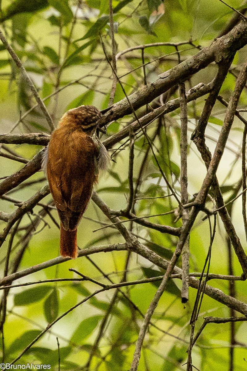 Streaked Xenops - ML646528694