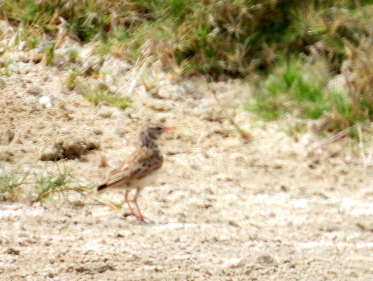 Madagascar Lark - ML646528696