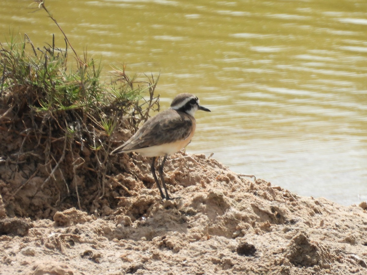 Kittlitz's Plover - ML646528697