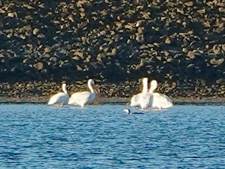American White Pelican - ML646528698