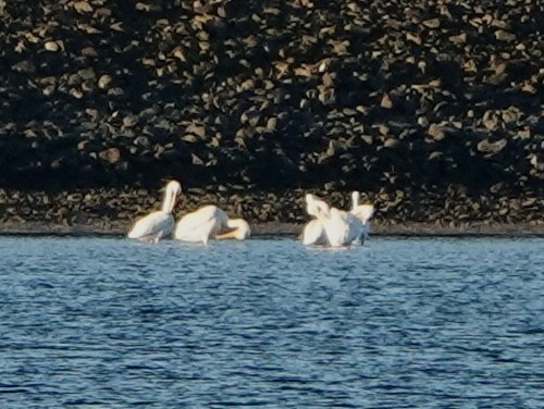 American White Pelican - ML646528699