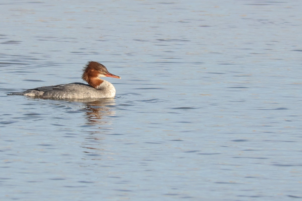 Smergo maggiore - ML646528707