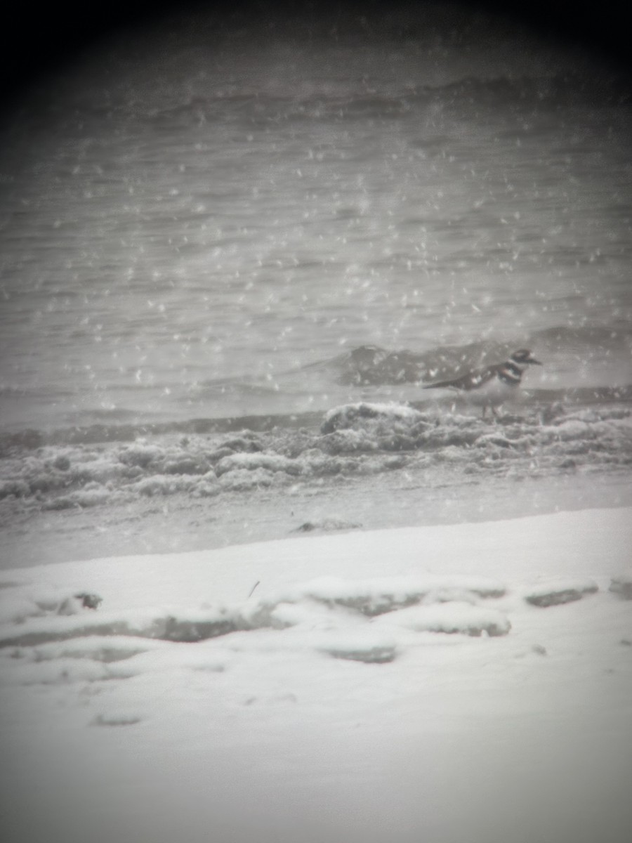 kulík rezavoocasý - ML646528709