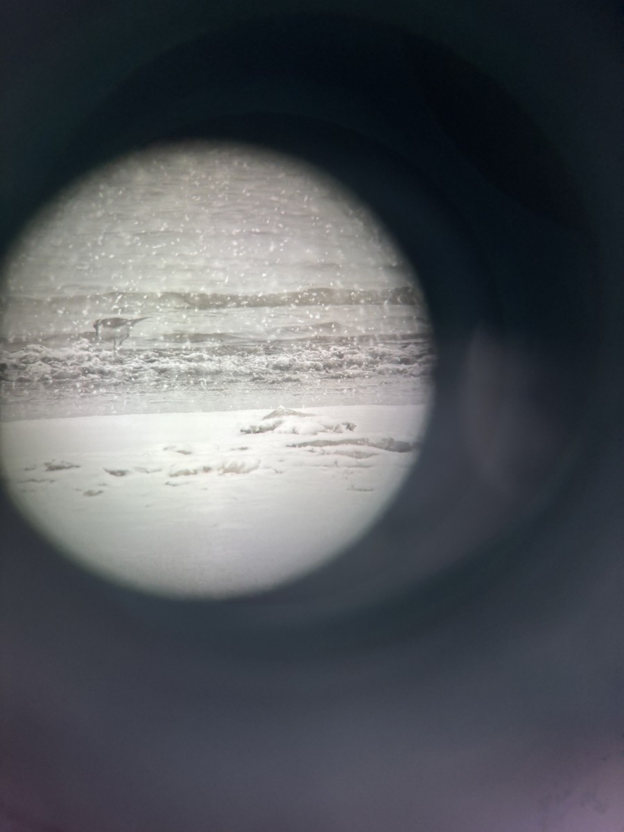 kulík rezavoocasý - ML646528711