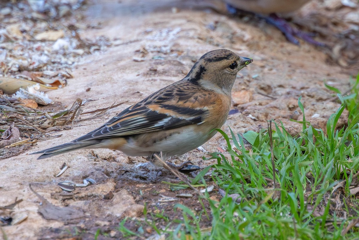 Bergfink - ML646528712