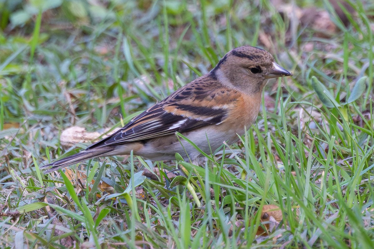 Bergfink - ML646528713