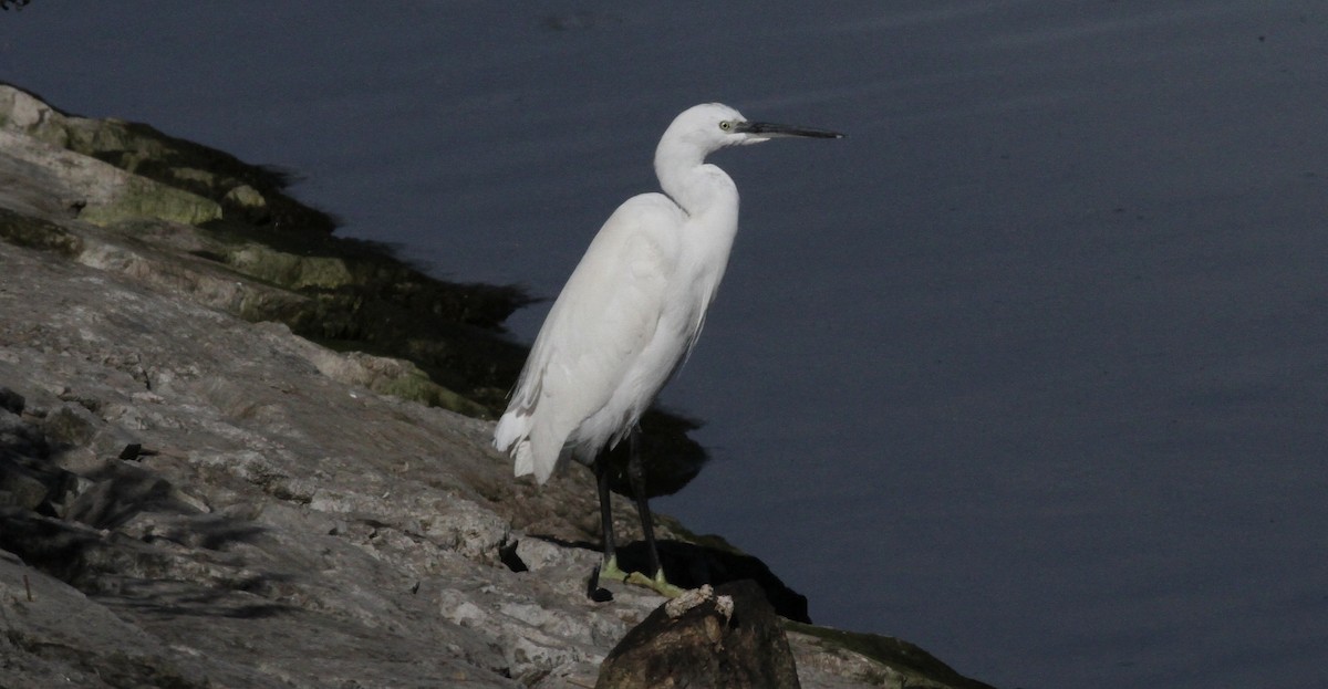 volavka stříbřitá - ML646528714