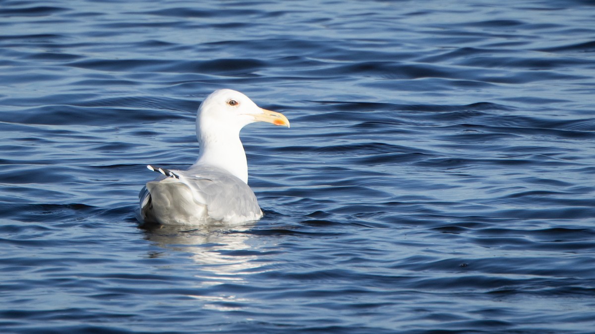 カスピセグロカモメ - ML646528718