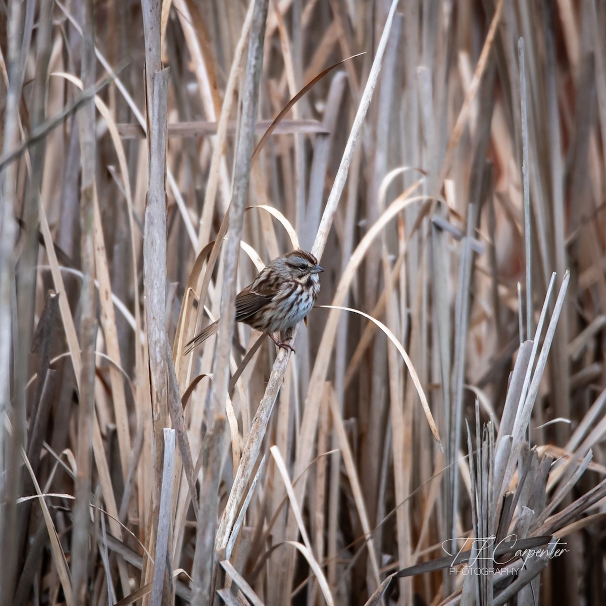 Song Sparrow - ML646528719