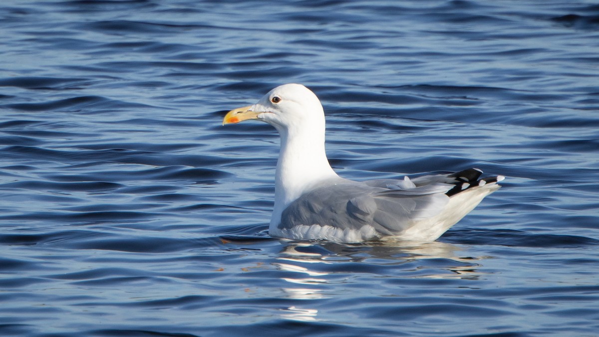 カスピセグロカモメ - ML646528721