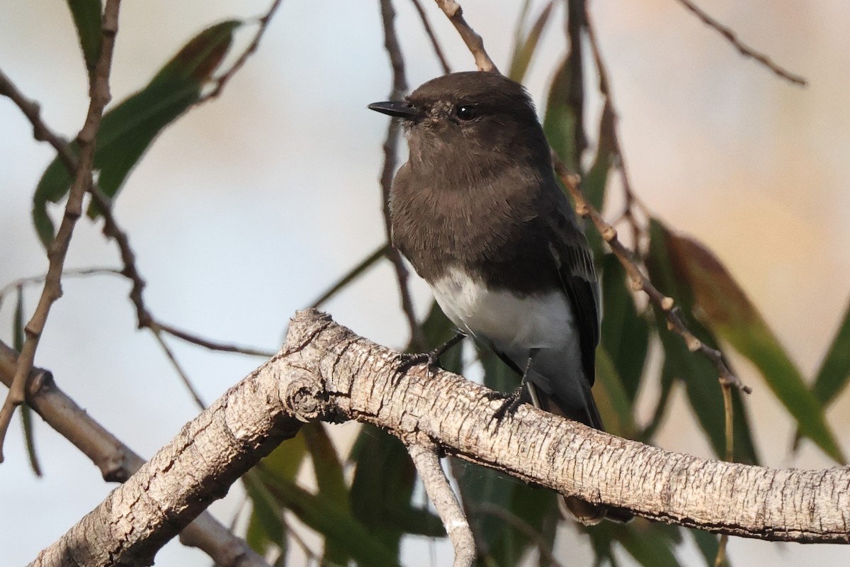 Black Phoebe - ML646528722
