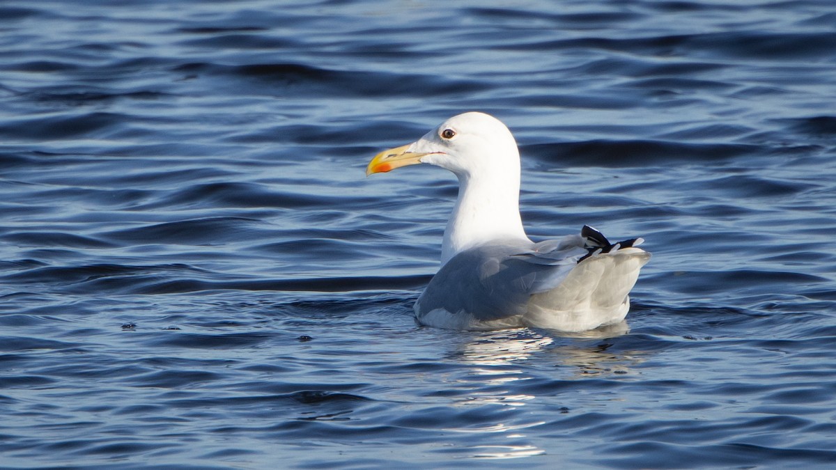 カスピセグロカモメ - ML646528723