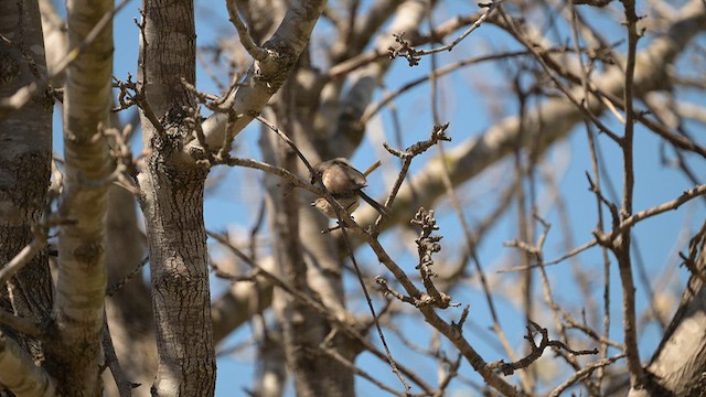 Bushtit - ML646528725
