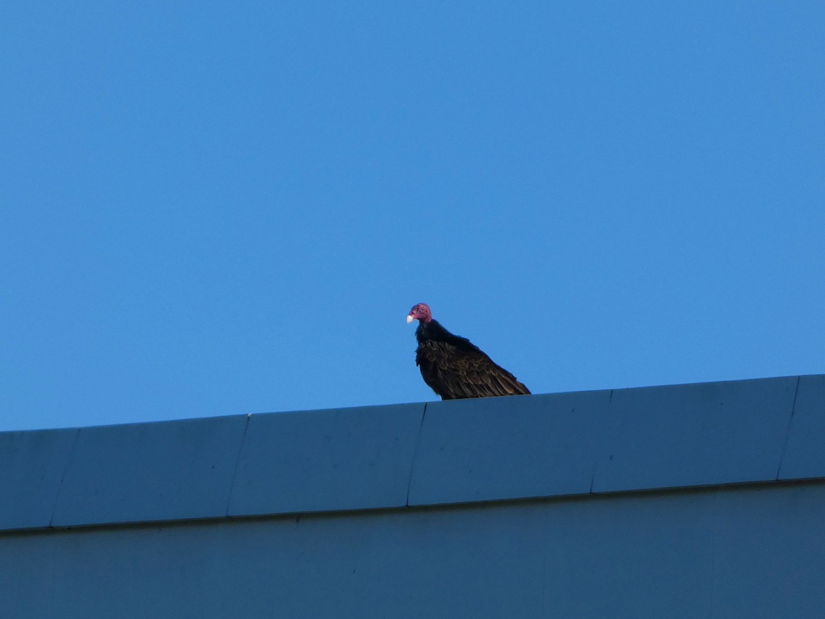 Turkey Vulture - ML646528728