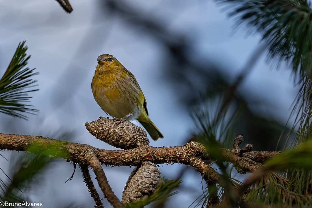 Saffron Finch - ML646528731