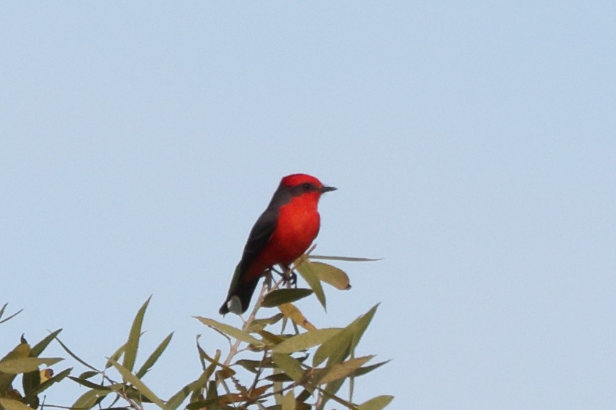 Vermilion Flycatcher - ML646528734