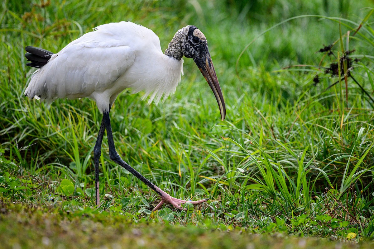 Waldstorch - ML646528737