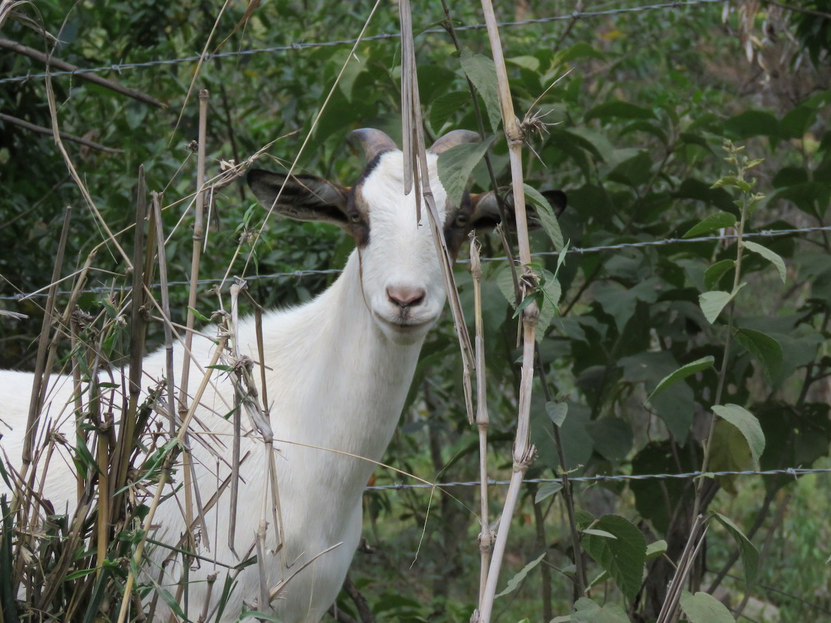 山羊 - ML646528746