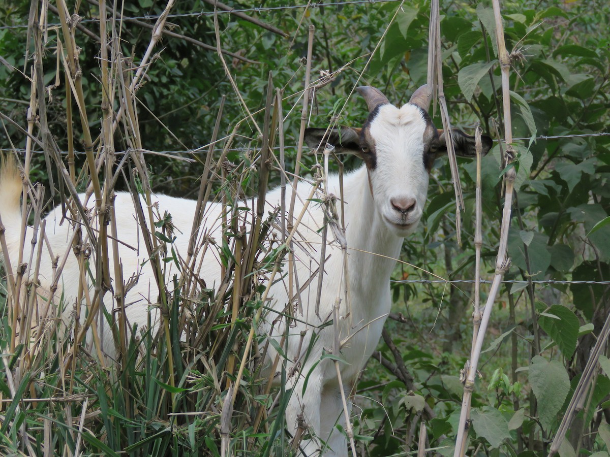 山羊 - ML646528747